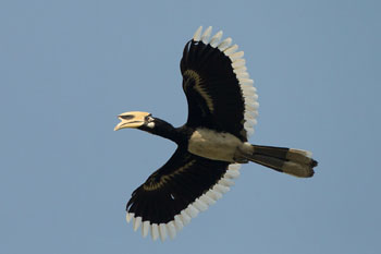 hornbill